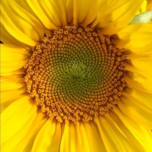 Meet your Posher, Britni